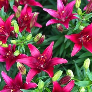 Meet your Posher, Misty